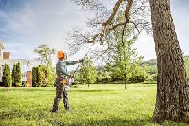 How Our Tree Care Process Works  in  Basalt, CO