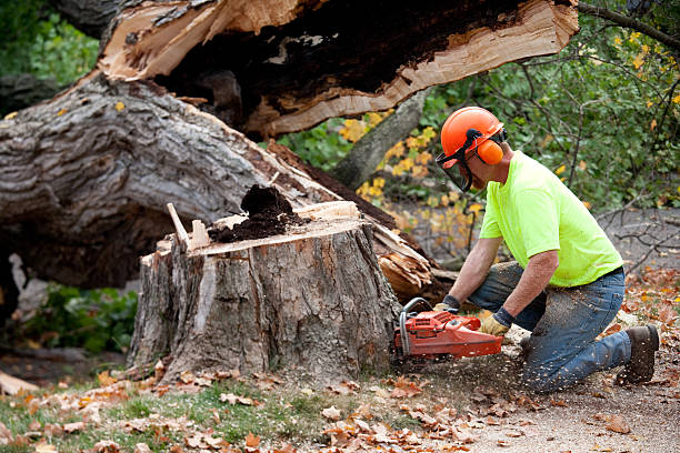 Lawn Maintenance Plans in Basalt, CO