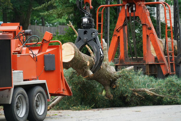 Reliable Basalt, CO Tree Services Solutions