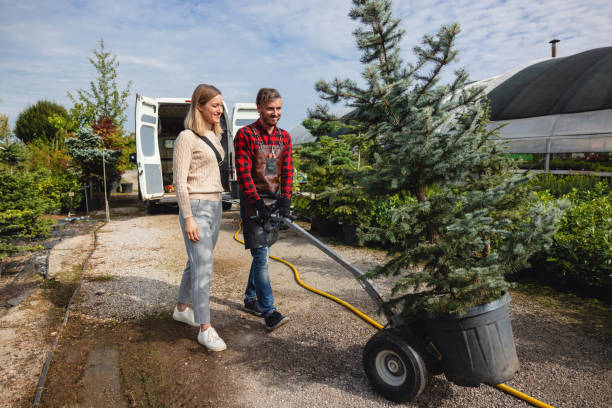Lawn Renovation and Restoration in Basalt, CO